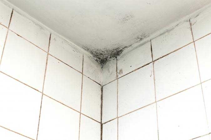 Mould growing on a tiled wall caused by broken pipes